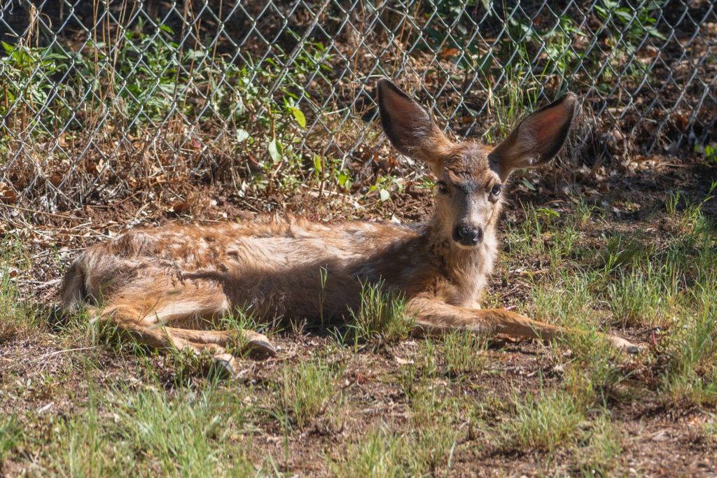 Baby deer at private yard - Casa Bear